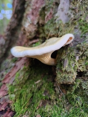 Hygrophoropsis
