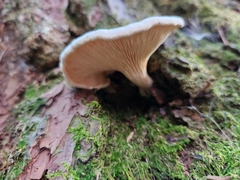 Hygrophoropsis