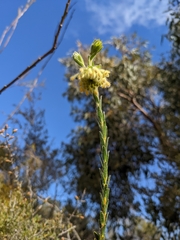 Pimelea octophylla