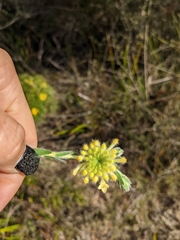 Pimelea octophylla