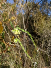 Pimelea octophylla