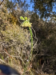 Pimelea octophylla