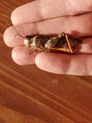 Trimerotropis melanoptera