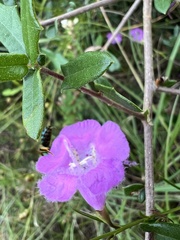 Agalinis fasciculata