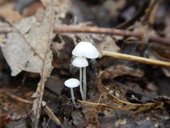Hemimycena