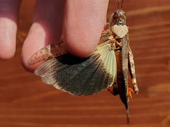 Trimerotropis melanoptera