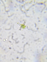 Staurastrum brachiatum