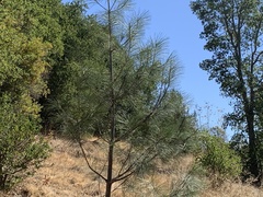 Pinus sabiniana