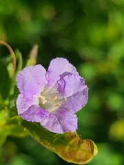 Ruellia strepens