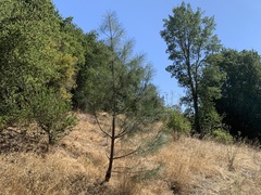 Pinus sabiniana