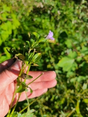 Ruellia strepens