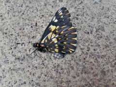 Catasticta teutila
