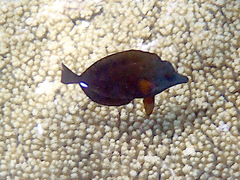 Zebrasoma scopas