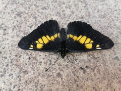 Catasticta teutila