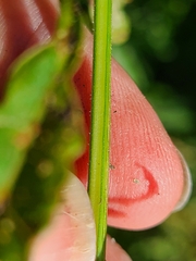 Ruellia strepens