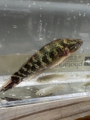 Dormitator maculatus