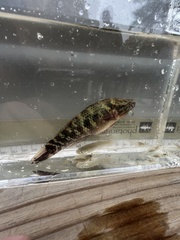 Dormitator maculatus