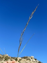 Aristida purpurea wrightii