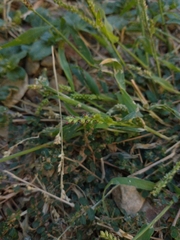 Echinochloa colona