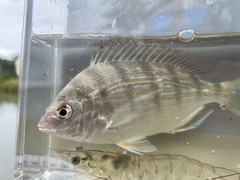 Lagodon rhomboides