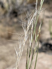 Aristida purpurea wrightii