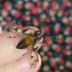 Aegomorphus jaspideus