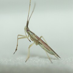 Trigonotylus pulcher