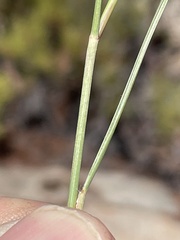Aristida purpurea wrightii