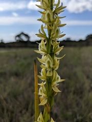 Prasophyllum elatum