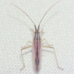 Trigonotylus pulcher