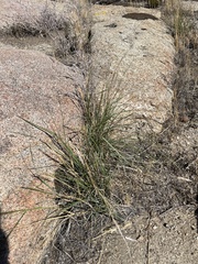 Aristida purpurea wrightii