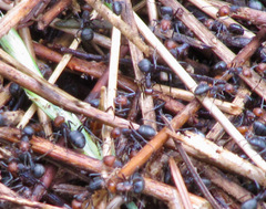 Formica obscuripes