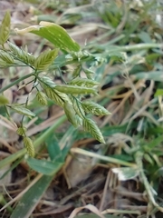 Eragrostis cilianensis