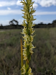 Prasophyllum elatum