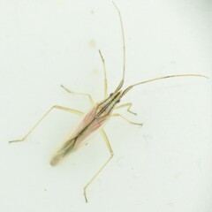 Trigonotylus pulcher