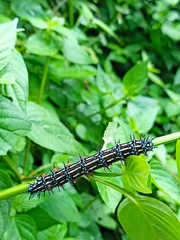Doleschallia bisaltide