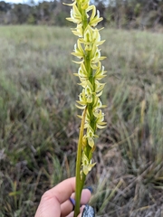 Prasophyllum elatum