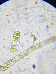 Staurodesmus longispinus