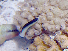 Anampses neoguinaicus