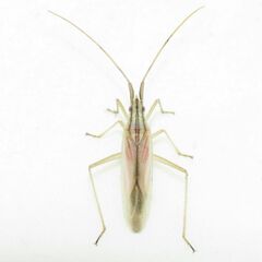 Trigonotylus pulcher