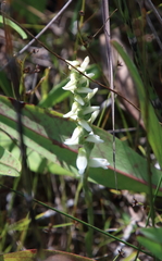 Spiranthes incurva