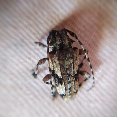Aegomorphus jaspideus