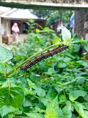 Doleschallia bisaltide