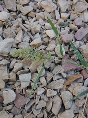 Eragrostis cilianensis