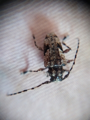 Aegomorphus jaspideus