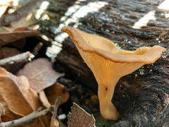 Infundibulicybe