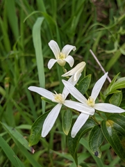 Clematis glycinoides