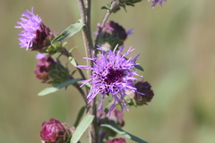 Liatris novae-angliae