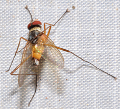 Cholomyia inaequipes