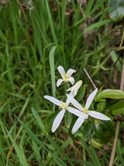 Clematis glycinoides